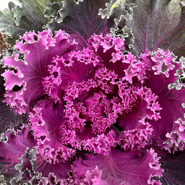 ハボタン：紅すずめ3.5号ポット2株セット