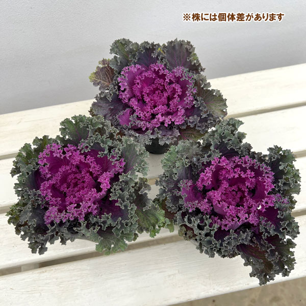 ハボタン：紅すずめ3.5号ポット2株セット