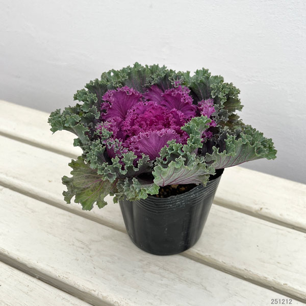 ハボタン：紅すずめ3.5号ポット2株セット