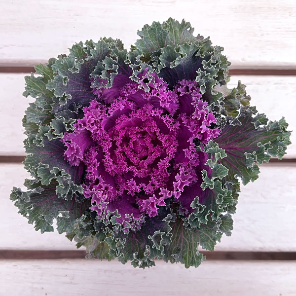 ハボタン：紅すずめ3.5号ポット2株セット