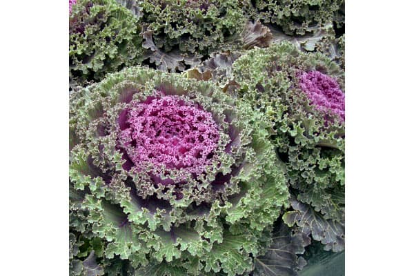 ハボタン：紅すずめ3.5号ポット2株セット