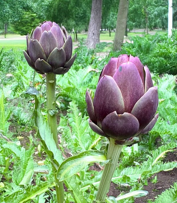 アーティチョーク:バイオレットグローブ3-3.5号ポット