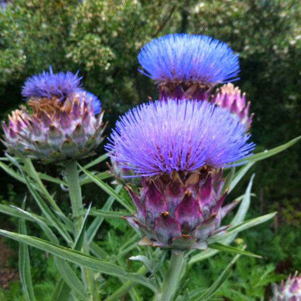 アーティチョーク:バイオレットグローブ3-3.5号ポット