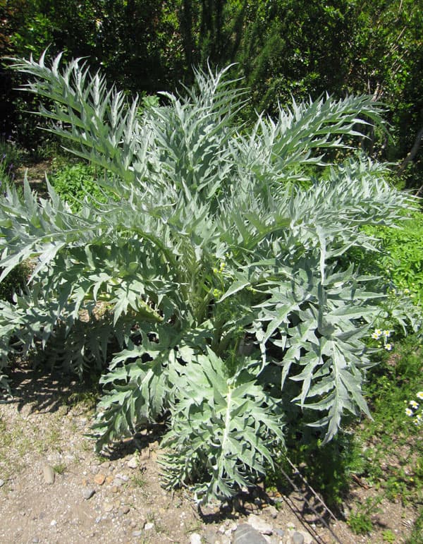 アーティチョーク:バイオレットグローブ3-3.5号ポット