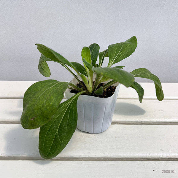 ルドベキア:チェリーブランデー3-3.5号ポット