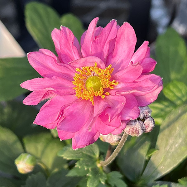 シュウメイギク(秋明菊):葵祭り3.5号ポット