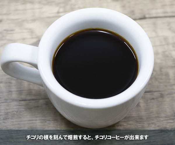 【有効期限25年10月】チコリ[種　ハーブのタネ]