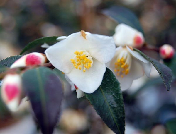 ツバキ（椿）：ルッチェンシス4号ポット