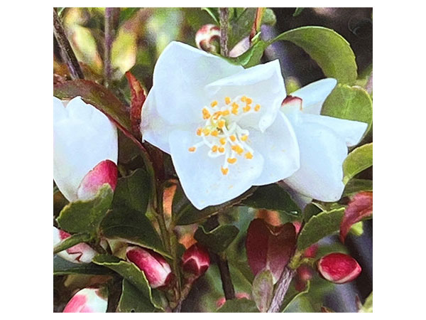 ツバキ（椿）：ルッチェンシス4号ポット