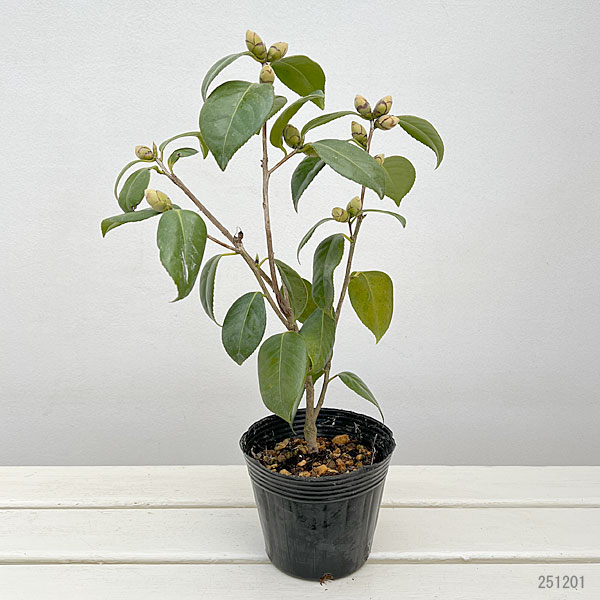 侘助ツバキ（椿）：小夜侘助（サヨワビスケ）3.5～4号ポット