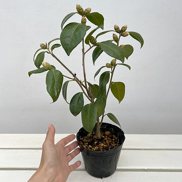 侘助ツバキ（椿）：小夜侘助（サヨワビスケ）3.5～4号ポット