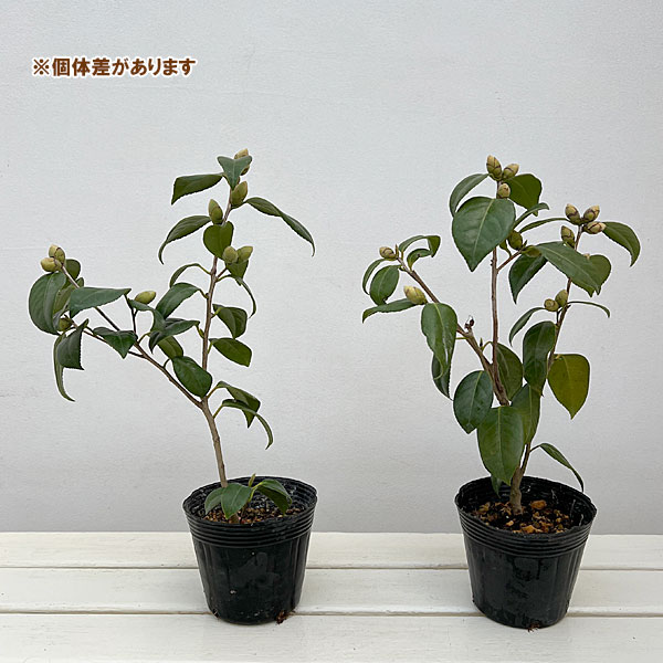 侘助ツバキ（椿）：小夜侘助（サヨワビスケ）3.5～4号ポット