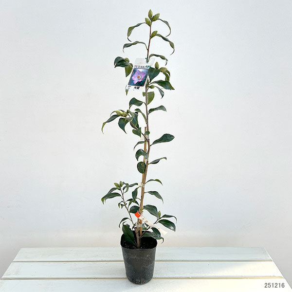 椿（ツバキ）：秀蘭（シュウラン）4号ポット