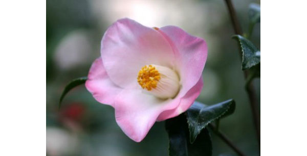 椿（ツバキ）：秀蘭（シュウラン）4号ポット