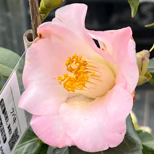 ツバキ（椿）：秀蘭（シュウラン）4号ポット