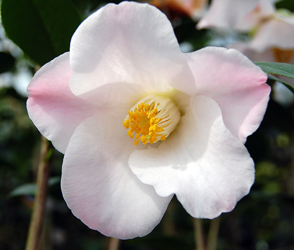 ツバキ（椿）：以津の夢（いつのゆめ）4号ポット