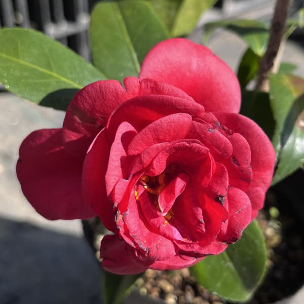 ツバキ(椿):雲珠(うず)4号ポット