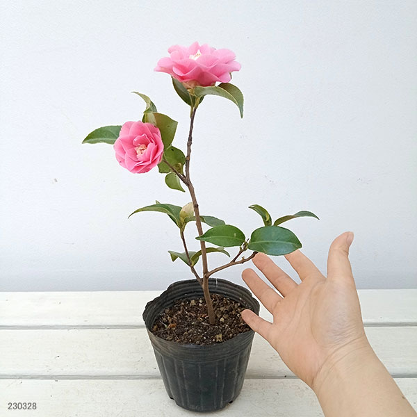 糸葉椿 いとばつばき 椿 椿園オンラインショップ / 此の糸・このいと