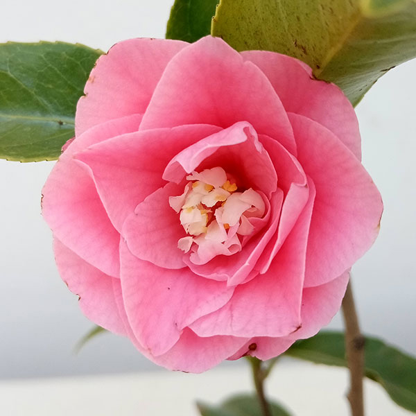 園芸ネット本店｜ツバキ（椿）：菱唐糸（ひしからいと）4.5号ポット の