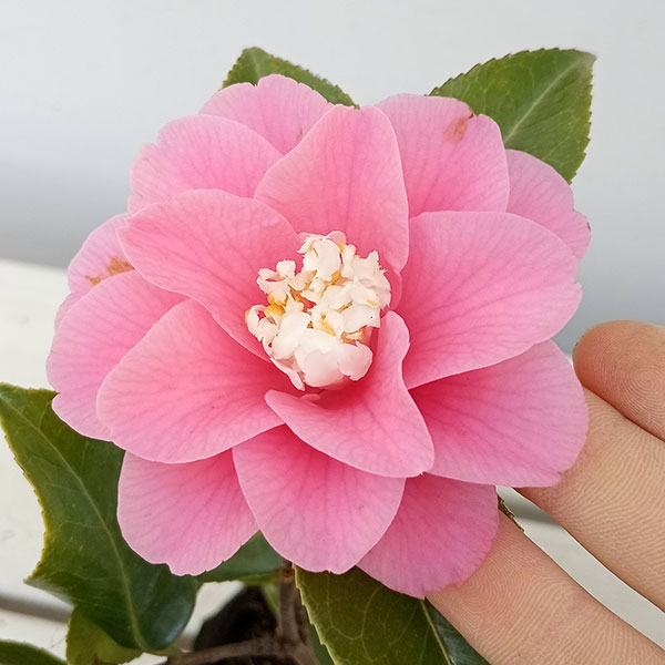 糸葉椿 いとばつばき 椿 椿園オンラインショップ / 此の糸・このいと