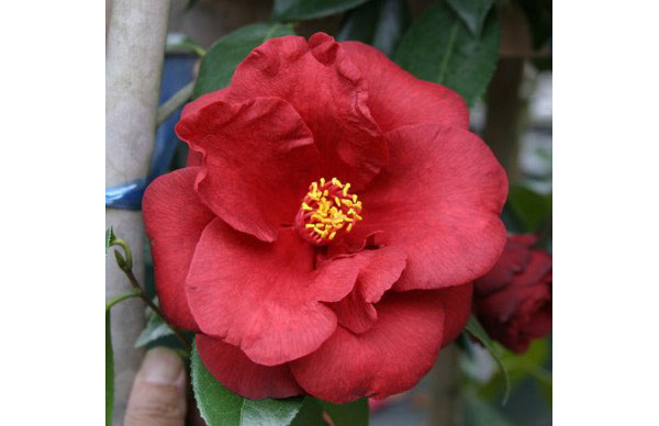 椿(ツバキ):ロイヤル・ベルベット4号ポット