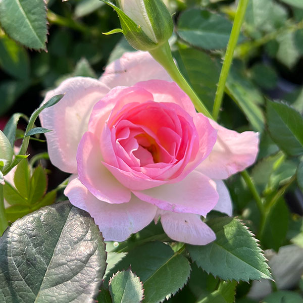 ミニバラ：オプティマチュチュ3.5号ポット