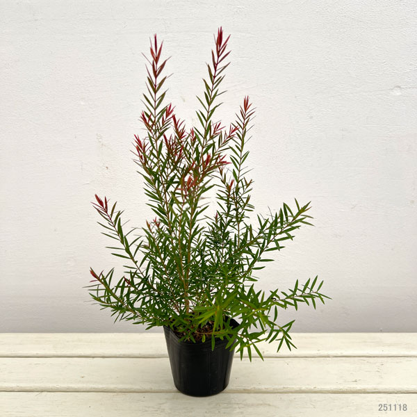 メラレウカ:レッドジェム3号ポット2株セット