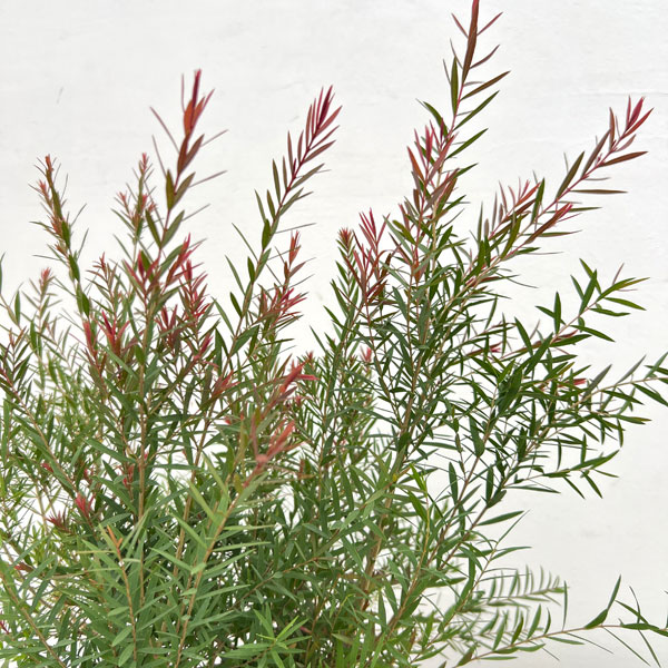 メラレウカ:レッドジェム3号ポット2株セット