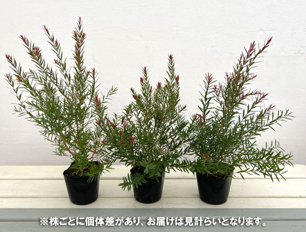 メラレウカ:レッドジェム3号ポット2株セット