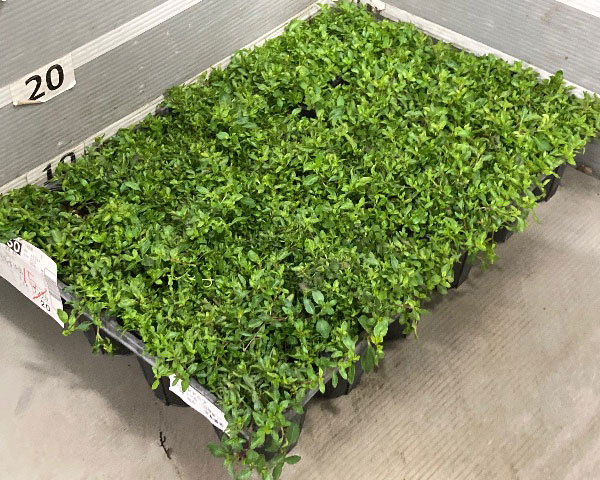 メカルドニア:モンフレール3号ポット2株セット