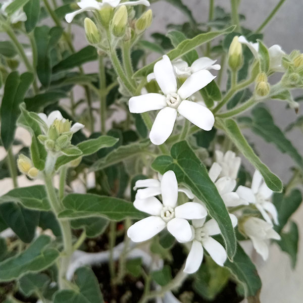 [26年4月下旬予約]オキシペタラム：ブルー＆ホワイト寄せ植え3号ポット