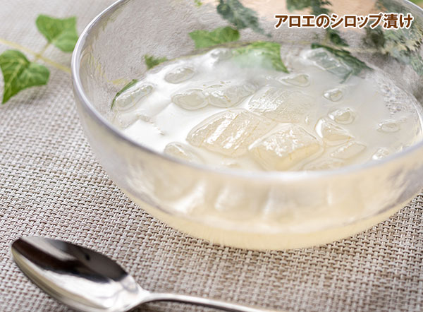 キダチアロエ5号鉢植え 2株セット