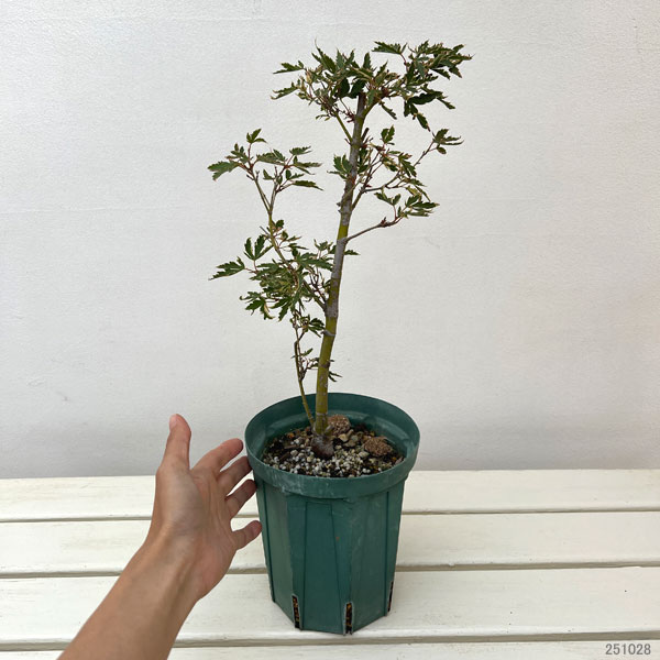 モミジ:胡蝶錦(胡蝶の舞・コチョウノマイ)5号ポット