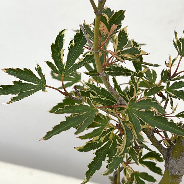 モミジ:胡蝶錦(胡蝶の舞・コチョウノマイ)5号ポット