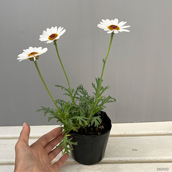 マーガレット風恋香（ふうれんか）3.5号ポット 3株セット