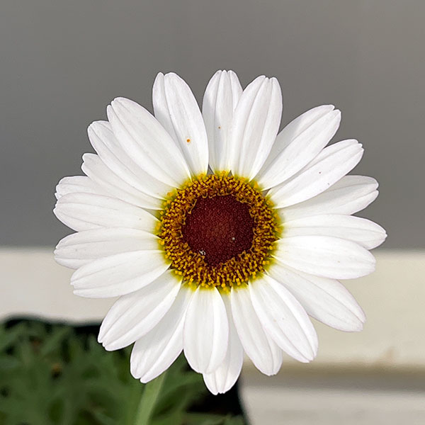 マーガレット風恋香（ふうれんか）3.5号ポット 3株セット