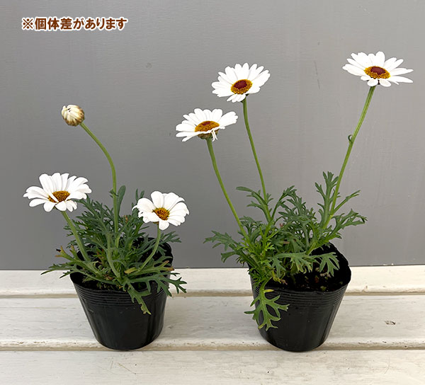 マーガレット風恋香（ふうれんか）3.5号ポット 3株セット