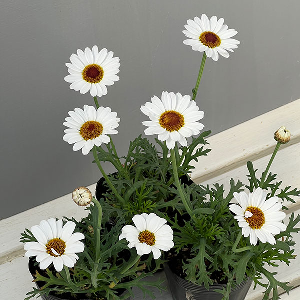 マーガレット風恋香（ふうれんか）3.5号ポット 3株セット