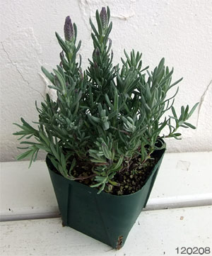 園芸ネット本店｜ラベンダー：シフォン リトルパープル3.5号ポット2株