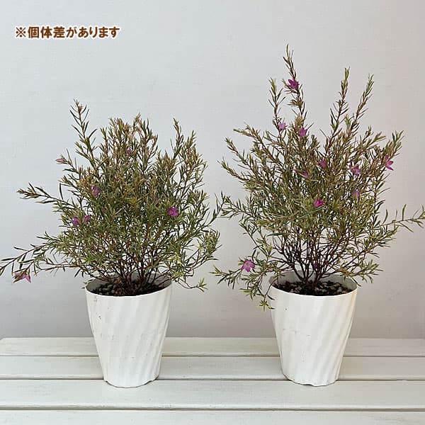 サザンクロス：フイリーナクイーン5号鉢植え