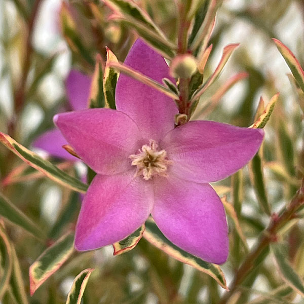 サザンクロス：フイリーナクイーン5号鉢植え