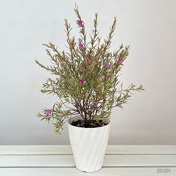 サザンクロス：フイリーナクイーン5号鉢植え