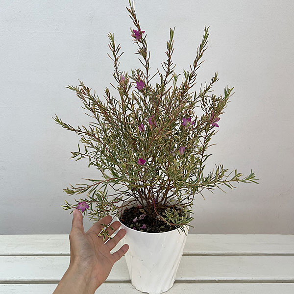 サザンクロス：フイリーナクイーン5号鉢植え