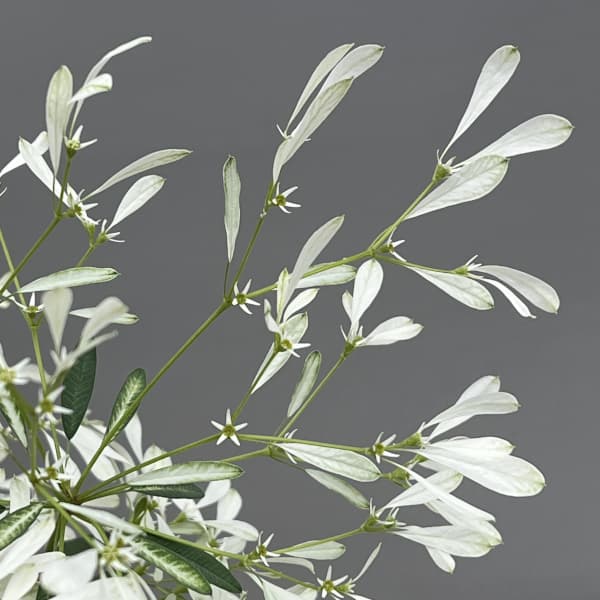 ユーフォルビア：白雪姫（しらゆきひめ）4号鉢植え