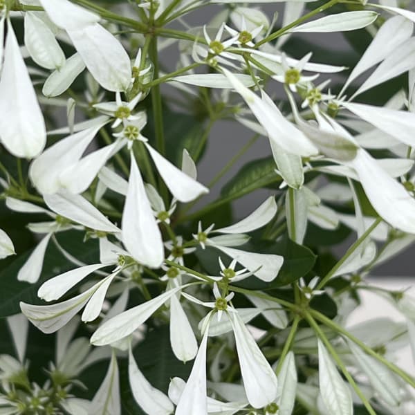 ユーフォルビア：白雪姫（しらゆきひめ）4号鉢植え