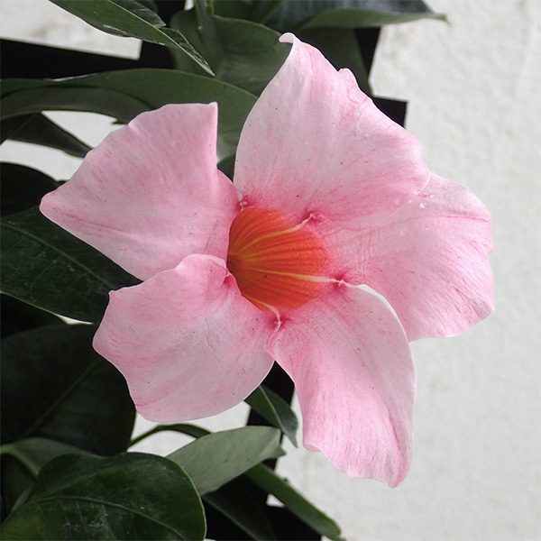 マンデビラ:サンパラソル ミルキーピンク5号鉢植え