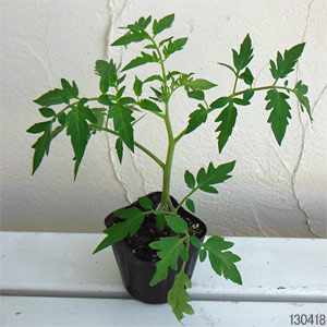 [26年4月上旬予約]トマト（大玉）：麗夏（れいか・王様トマト）自根苗3.5号ポット