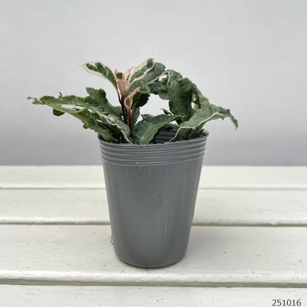 ヤブコウジ：花車2.5-3号ポット