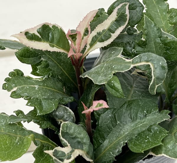 ヤブコウジ：花車2.5-3号ポット