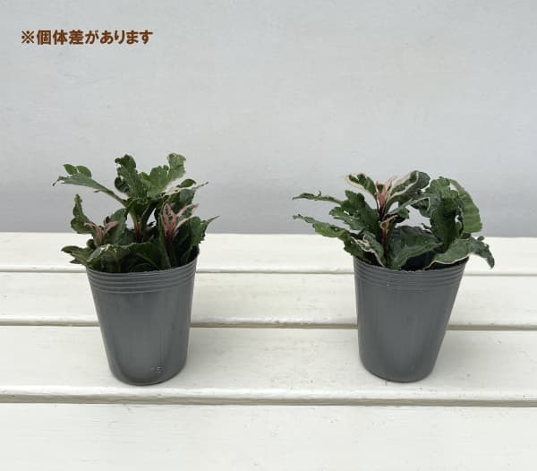 ヤブコウジ：花車2.5-3号ポット